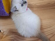 Bkh kitten reinrassige kurzhaar - Osnabrück