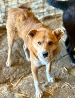 Tobi, freundlich, Menschen bezogen - Bochum