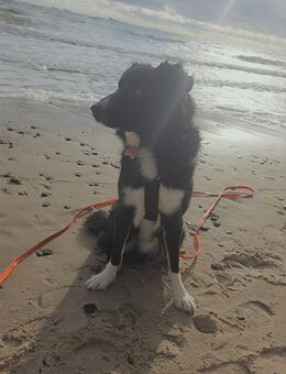 Bordercollie Appenzeller Mischling abzugeben - Herten