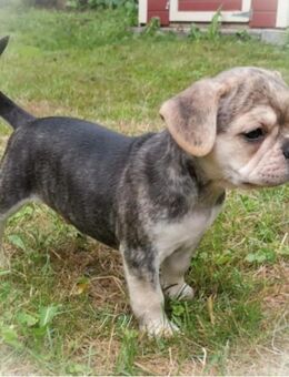 Französische Bulldoggen Welpen mit Rute und Nase (Frengle) dürfen ausziehen - Grünberg