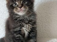 Süße Maine Coon kitten - Bendorf Zentrum