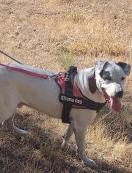 RAMON, m., kastr., Staff-Mix - Sipplingen