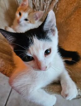 Süße Katzenbabys - Bad Gottleuba-Berggießhübel