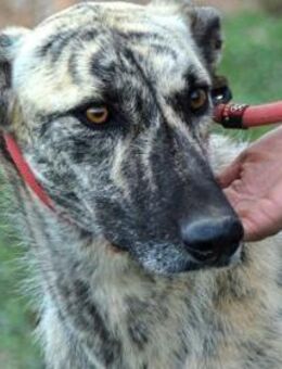 MANZANILA-möchte endlich gesehen werden! - Sulzbach-Laufen