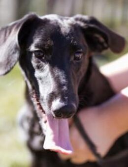 DIEGO🩵sozialer, aufgeweckter Jungspund - Hamburg