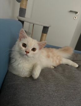 Katze Kater - Osnabrück