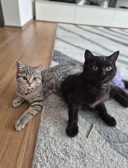 2 BKH Kitten suchen ihre neue Familie - Reutlingen