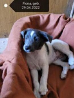 Fiona - einem Vermehrer nichts wert - Berlin