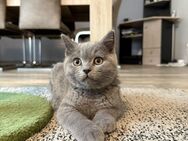 Britische kurzhaar baby katzen - Siegen (Universitätsstadt)