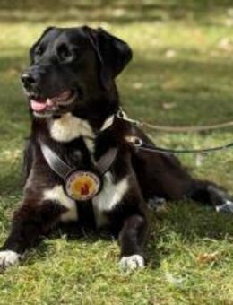 Sanfte Seele Alma sucht sichere Heimat - München