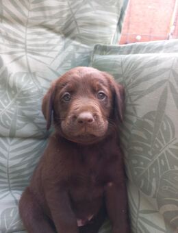 Labrador Welpen die letzten suchen noch - Raddestorf