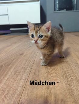 Kitten - Hamburg Wandsbek