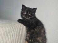 BKH katze (weiblich) - Gelsenkirchen