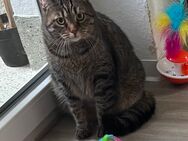 Kater sucht Dringend ein neues Zuhause - Essen