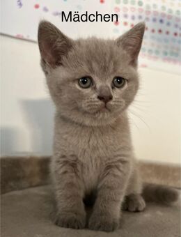 BKH Kitten in Lilac - Dannstadt-Schauernheim