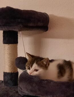 Kitty sucht ein neues Zuhause - Herne