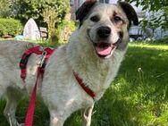 Tolle Miri aus 50933 Köln sucht Zuhause - Duisburg