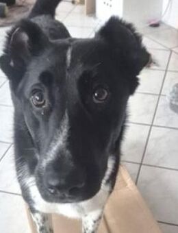 Hundebub SETH - Gefrees