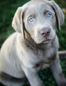 Wir haben ab sofort super süße reinrassige Labrador Welpen abzugeben - Rathenow