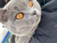 BKH Katze in liebevolle Hände abzugeben - Wilhelmshaven