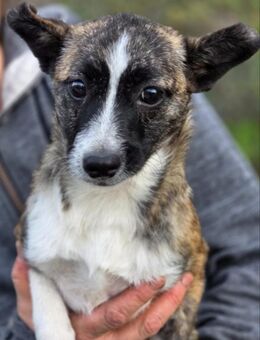 Sheila - Welpe Hündin sucht Ihre Familie - Hausen (Würzburg)