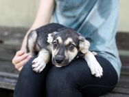 Dobby sucht eine liebevolle Familie - München