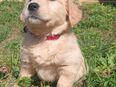 Golden Retriever Welpe ( Hündin ) in 63110