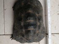 maur. Landschildkröte, Testudo graeca, männlich 30 Jahre alt - Rangendingen