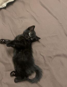 Katze - Zülpich