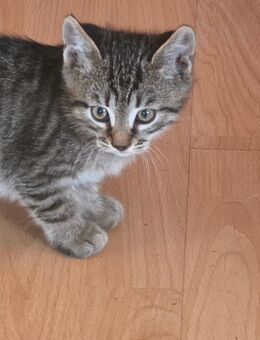 Wunderschöne Katzen Babykatzen abzugeben - Albstadt