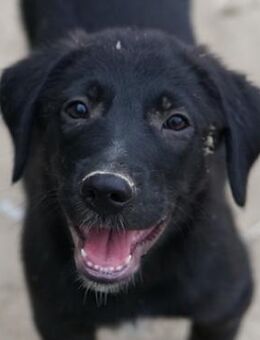 Taco Junior, geb. 05/2024, GRIECHENLAND - Euskirchen