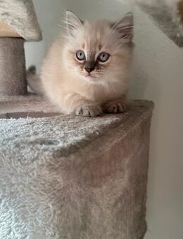 Ragdoll × Siamese Kätzchen - Wiesbaden Nordost
