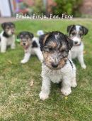 Foxterrier/Drahthaar Welpen mit Ahnentafel in 31628