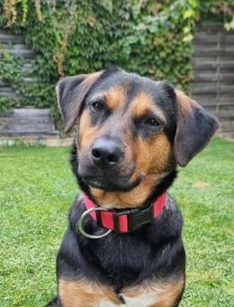 Juna - Zauberhafte Süßmaus - Obertshausen