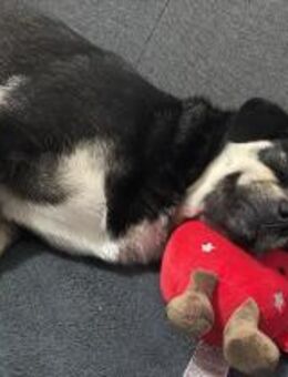 Finja sucht liebevolles zu Hause - Brühl (Baden-Württemberg)