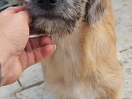 LOVIS - knuffig, liebt Menschen, neugier - Weilheim (Oberbayern)