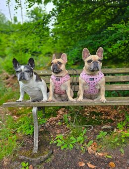 Hundegeschirr - Hagen (Stadt der FernUniversität)