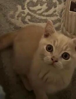 Bkh Kitten reinrassig ♥️von 4 kitten ,1 junge kitten noch übrig !!!! - Garbsen