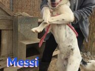 Messi 01/23 - Kumpeltyp sucht Partner! - Heppenheim (Bergstraße)