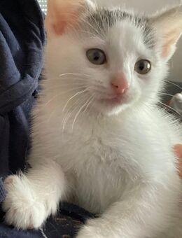 Achtung, Suchtgefahr! Babykatzen zum Verlieben - Zimmern (Rottweil)