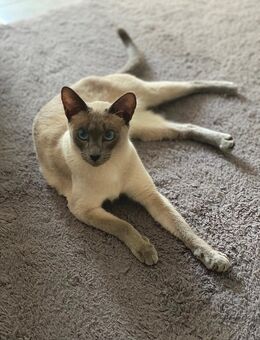 Reinrassige Siamkatze in Blue-Point mit zubehör - Herxheimweyher