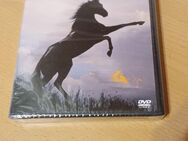 DVD Film " Der schwarze Hengst " zu verkaufen für Kinder ab 6 Jahre . - Kröv