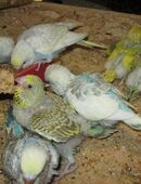 Zahme junge Wellensittiche abzugeben in 37181