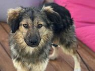 junge, freundl. Cookie sucht Zuhause - Berlin