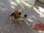 Luna sucht ein Zuhause - Arnsberg