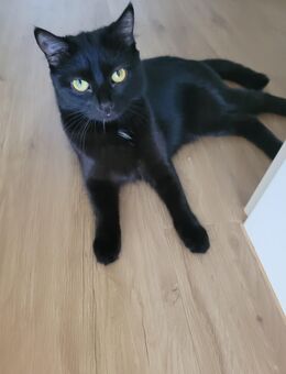 junge Perserkatze sucht liebevolles Zuhause - Friedrichshafen