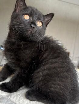 Süßes Kitten -abgabebereit- - Sigmaringen