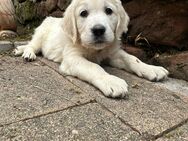 Golden Retriever Welpen - Hauptstuhl