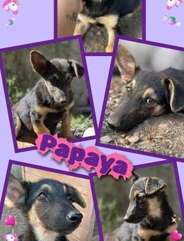 Süße Papaya möchte ausreisen! - Nürnberg