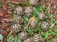 Griechische Landschildkröten kontrastreich gezeichnet NZ 2024 - Reinheim